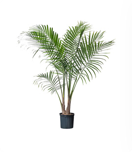 Palm Plant