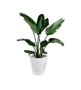 Indoor Plant